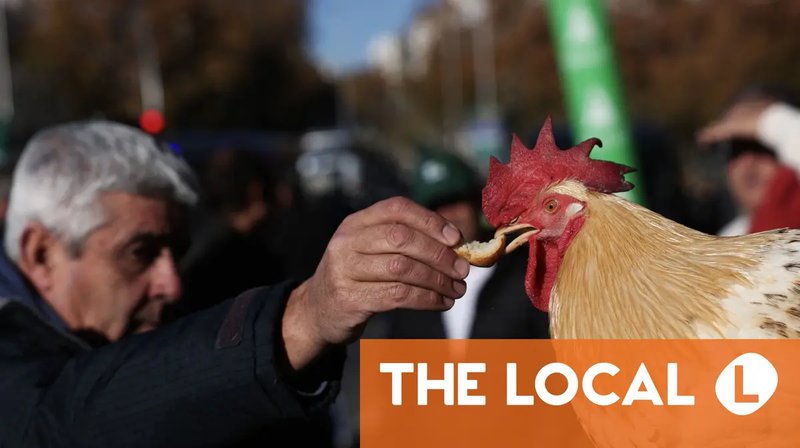 Chicken road españa - Descubre el Misterioso Camino de la Pollo: Jugar Online en España