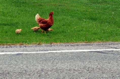 Spain - juego chicken road Spain - juego chicken road